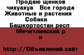 Продаю щенков чихуахуа - Все города Животные и растения » Собаки   . Башкортостан респ.,Мечетлинский р-н